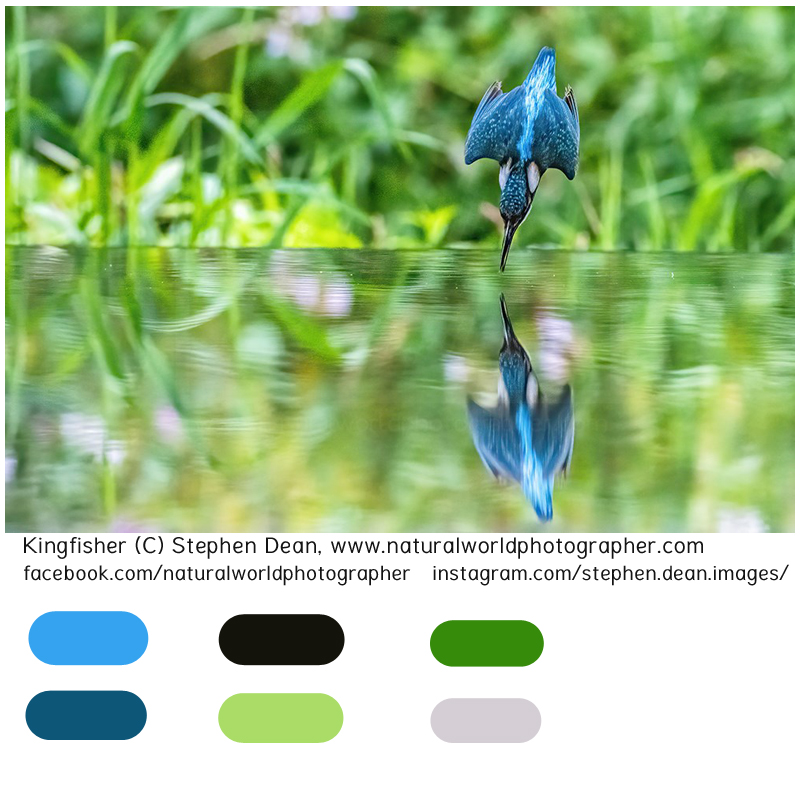 Kingfisher turned into a beading colour scheme. How to find color schemes that work. Photo by Stephen Dean, NaturalWorldPhotographer.com